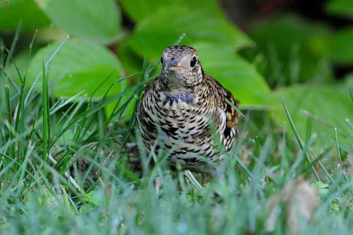 鸫鸟之最：虎斑地鸫