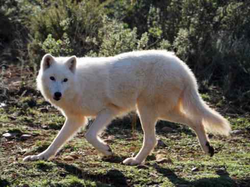 犬科：犬亚科犬属之灰狼
