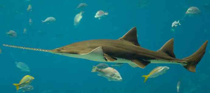 鱼类活化石：锯鳐