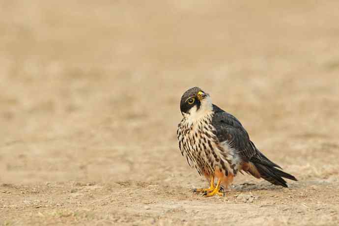 摄猛野鸭湖（地版与早餐）
