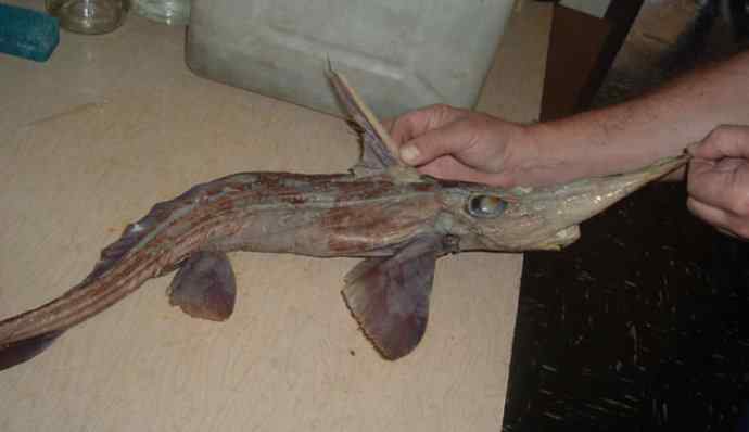 鱼类活化石：长吻银鲛
