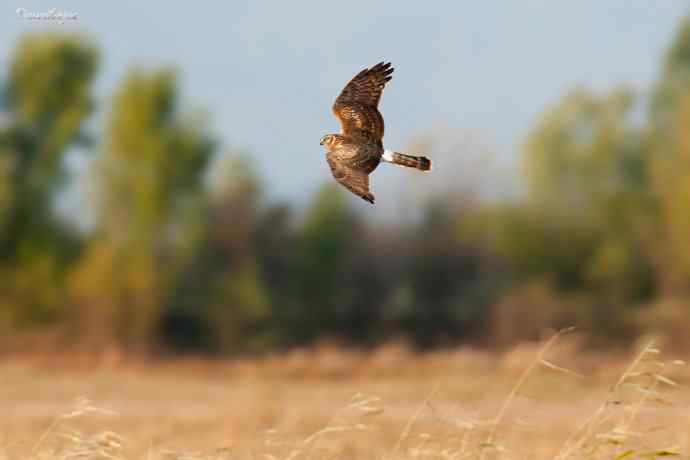 角百灵 wbr野鸭湖的一天