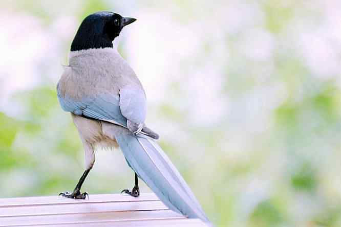 天坛公园寻鸟儿偶遇金翅雀