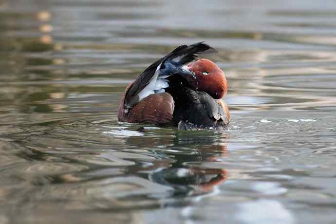 稻香湖的潜鸭☆