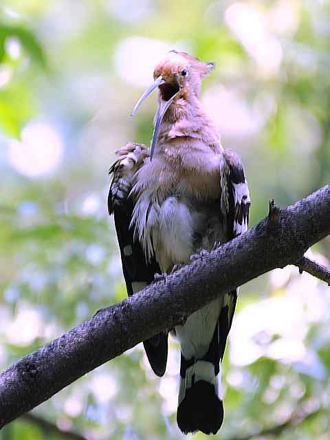 戴胜开冠数毛（鸟儿为悦己者容）