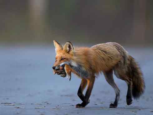 犬科：狐亚科狐属