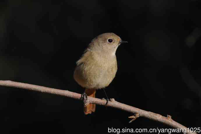 雌性北红尾鸲（3）