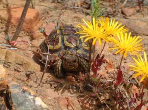 玄武：传说的兽原型探秘（象龟）