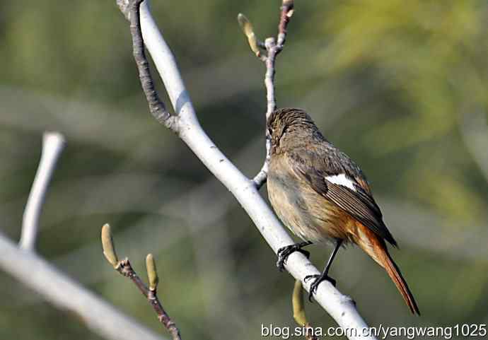 北京日坛公园的鸟类——第一场春雨之后 1
