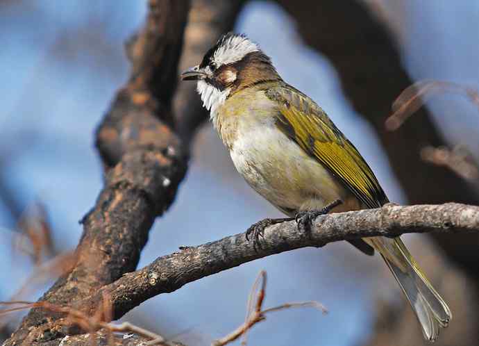 北京植物园赏鸟（六），白头鹎（组图）