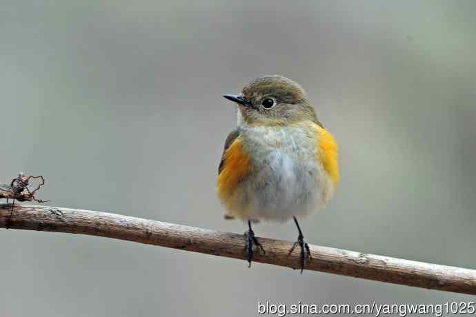 昨天好收获（雌性红胁蓝尾鸲）