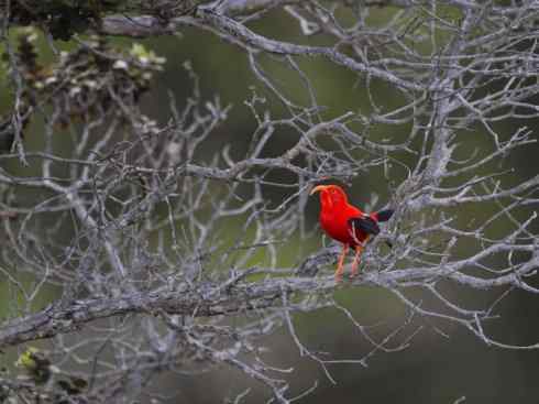 极品红色鸟类：镰嘴管舌鸟