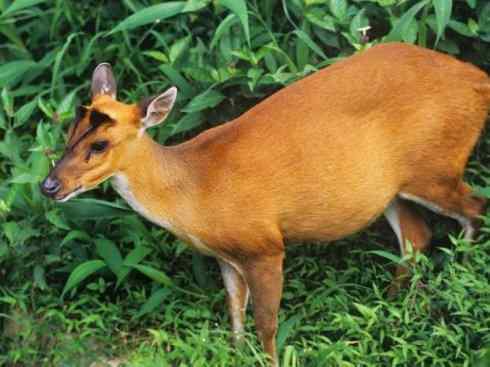 麒麟：传说的兽原型探秘（麂）