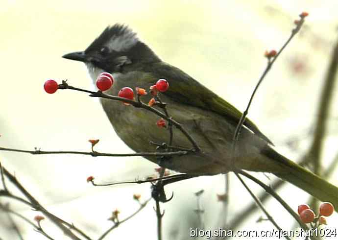 白头鹎的快乐生活(玉渊潭)