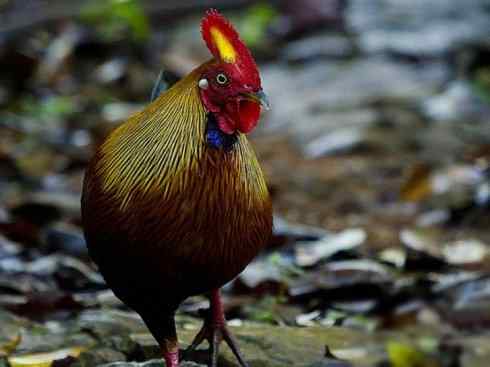 凤凰：传说的鸟原型探秘（原鸡）