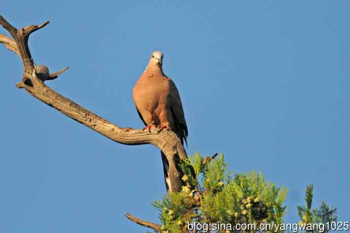 珠颈斑鸠（随拍）
