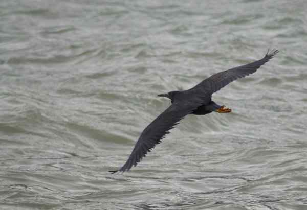 珠海独行（五）,收获岩鹭篇（组图）