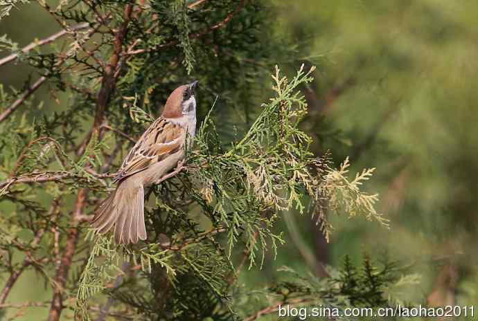 赤颈鸫和红胁蓝尾鸲