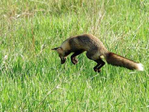 狈：传说的兽原型探秘（狐）