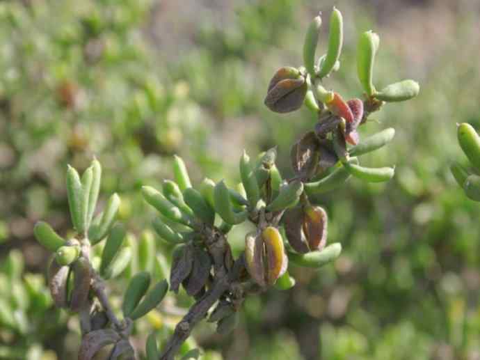 鱼类活化石:齿蝶鱼 鱼类活化石:齿蝶鱼