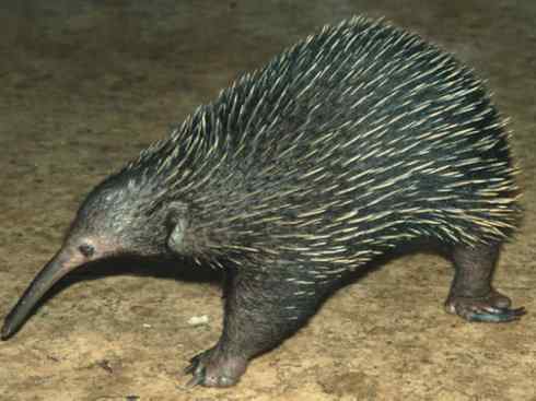 盘点十二大著名食蚁动物：短吻针鼹