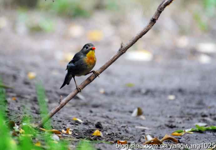 又遇相思鸟（1）