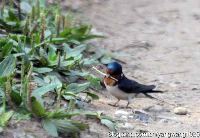 家燕（记录版）