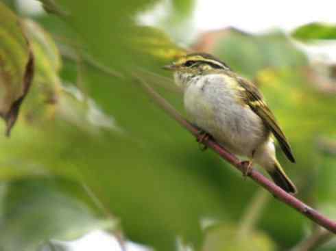 家禽驯化之源之三十一