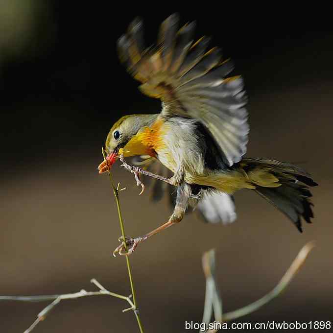 相思趣拍-贺三八国际妇女节