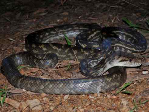 龙:传说的兽原型探秘(树蟒类) 龙:传说的兽原型探秘(树蟒类)