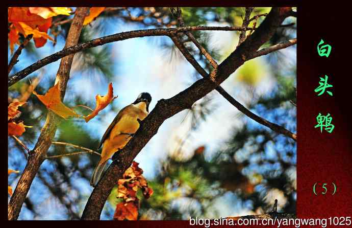 北京万源路小花园的鸟类——白头鹎（5）