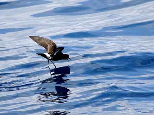 奇特的盔:雪海燕 奇特的盔:雪海燕