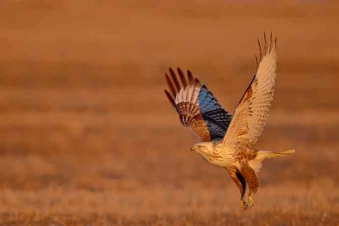 驹行千里追落日 wbr wbr醉美夕阳摄大雕
