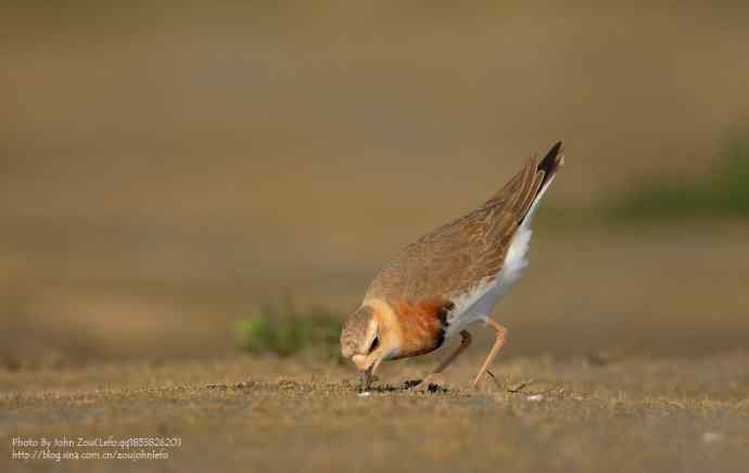 如期而至的东方鸻