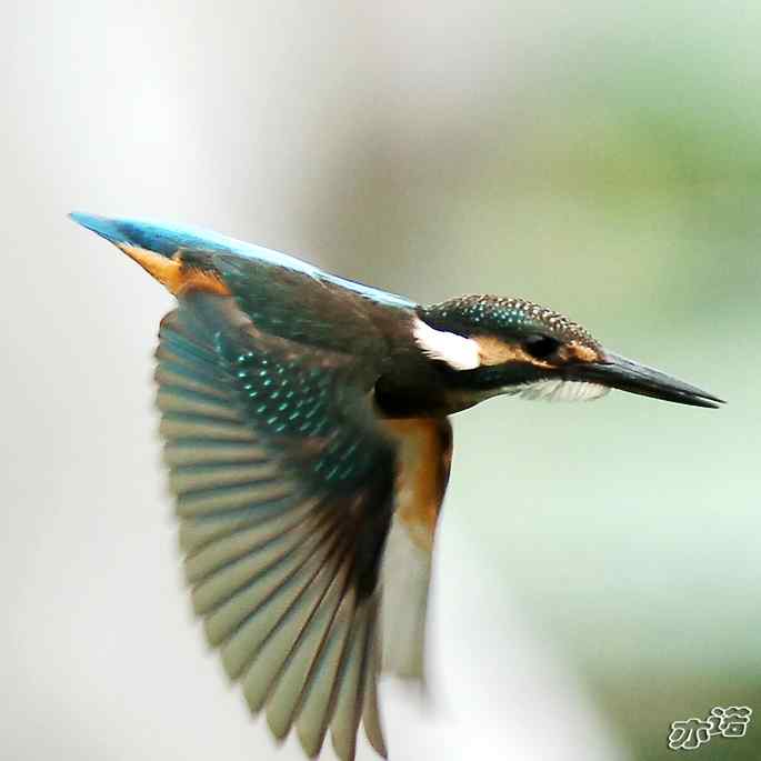 圆明园&nbsp;wbr路&nbsp;wbr跳水健将鈥斺斝〈