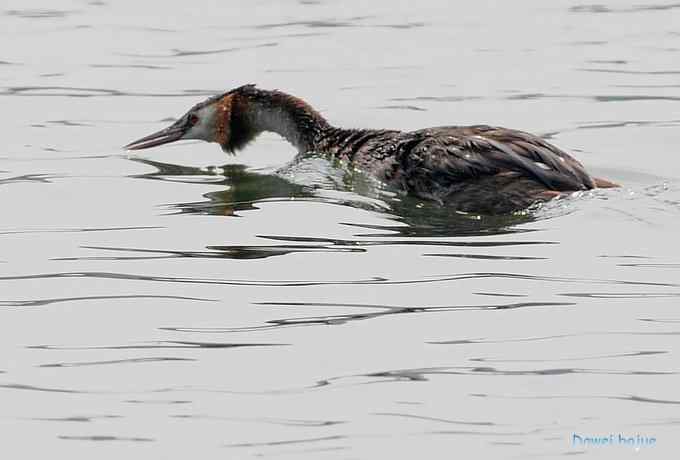 颐和园的凤头 颐和园的凤头