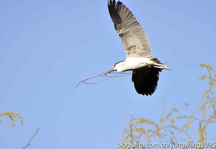 飞(夜鹭)17 飞(夜鹭)17