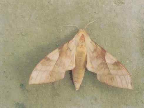 十大喜食蜂蜜动物:鬼脸天蛾 十大喜食蜂蜜动物:鬼脸天蛾