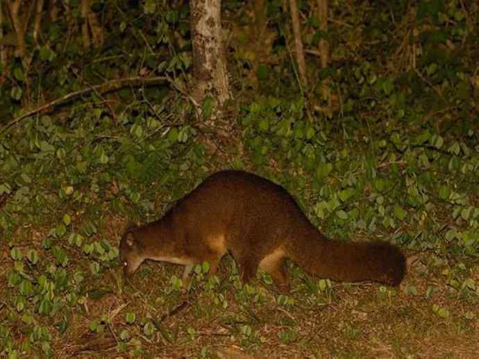 犬科：犬亚科犬属之西门豺、侧纹豺（胡狼类）
