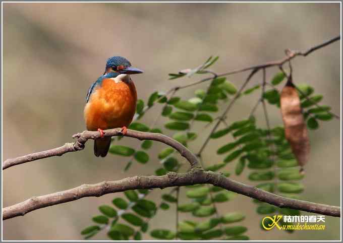 今年冬天的鸟儿有点少【照片】 今年冬天的鸟儿有点少【照片】