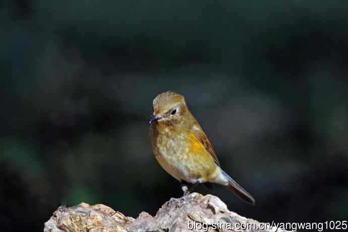 雌性红胁蓝尾鸲（74）