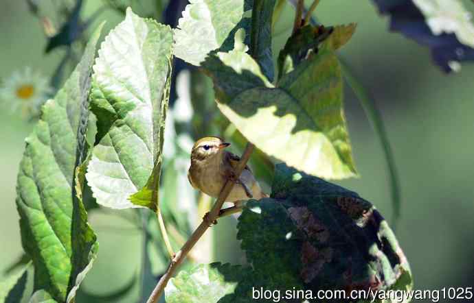 黄眉柳莺（23）