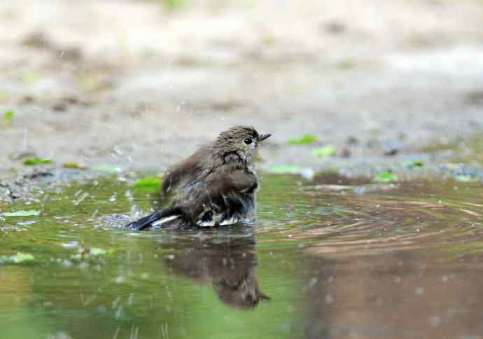 浴(红喉姬鹟) 浴(红喉姬鹟)