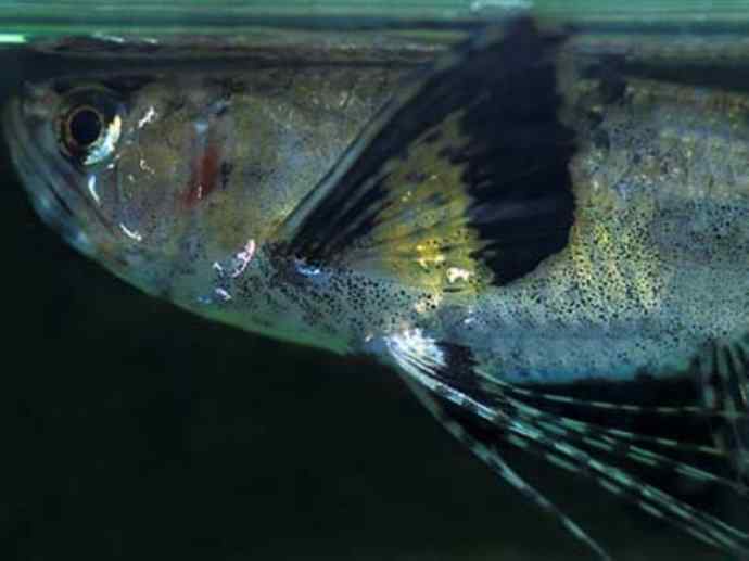 鱼类活化石:齿蝶鱼 鱼类活化石:齿蝶鱼