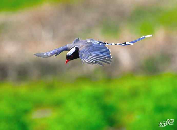 陕西洋县&nbsp;wbr路&nbsp;wbr红嘴蓝鹊