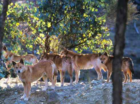 犬科：犬亚科犬属之澳洲野犬、歌唱犬、家犬