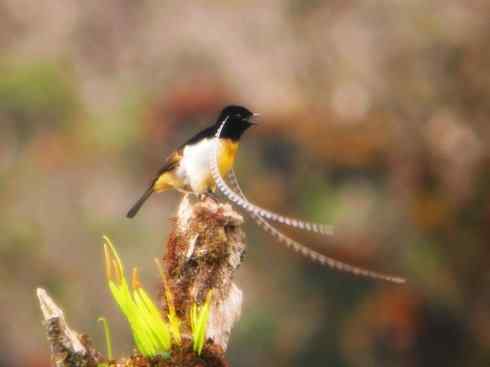 美丽无罪：雀鸟之极乐鸟