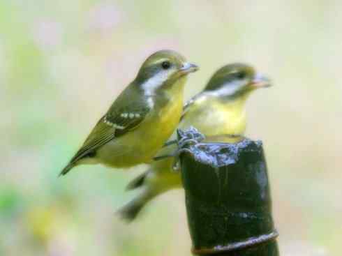 家禽驯化之源之二十六