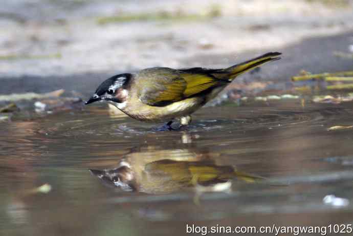 白头鹎bei（白头翁）
