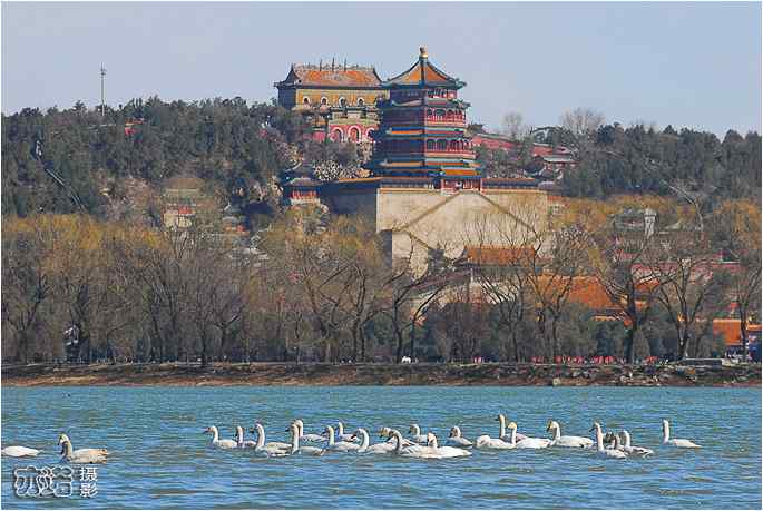 阳光里，在颐和园拍天鹅